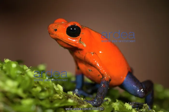 : Strawberry Poison Dart Frog : Strawberry Poison Dart Frog