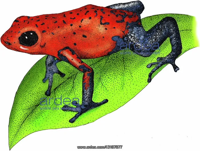 : Strawberry Poison-dart Frog : Strawberry Poison-dart Frog