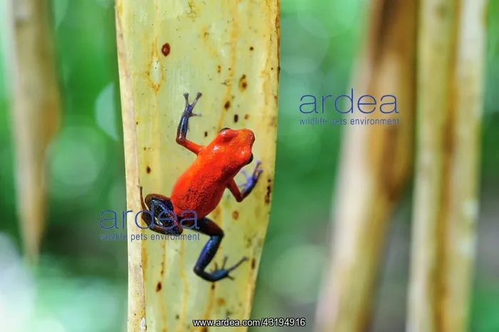 : Strawberry poison-dart frog, also blue jeans frog : Strawberry poison-dart frog, also blue jeans frog