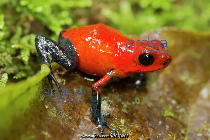 : Strawberry Poison-dart Frog (formerly Dendrobates : Strawberry Poison-dart Frog (formerly Dendrobates