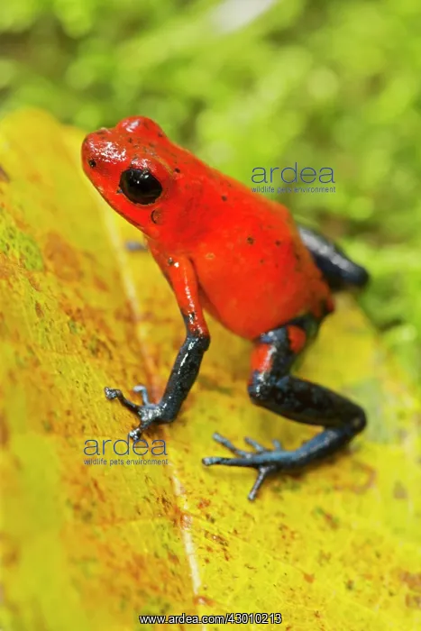 : Strawberry Poison-dart Frog (formerly Dendrobates : Strawberry Poison-dart Frog (formerly Dendrobates