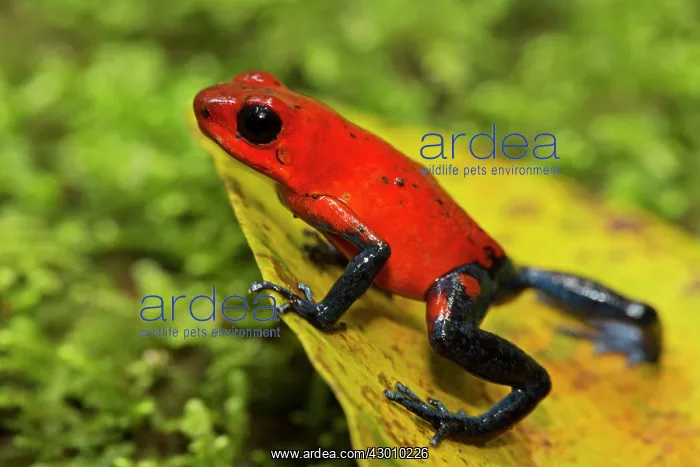 : Strawberry Poison-dart Frog (formerly Dendrobates : Strawberry Poison-dart Frog (formerly Dendrobates