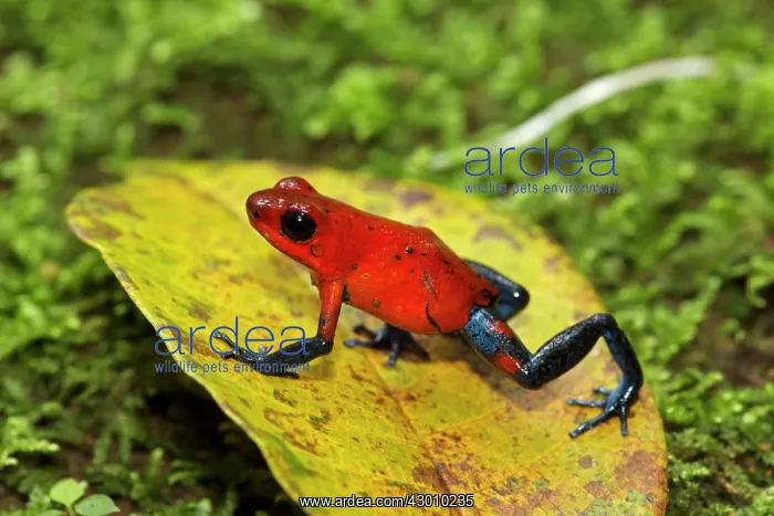 : Strawberry Poison-dart Frog (formerly Dendrobates : Strawberry Poison-dart Frog (formerly Dendrobates