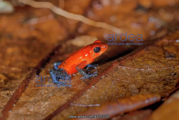 : The strawberry poison-dart frog (Oophaga pumilio) : The strawberry poison-dart frog (Oophaga pumilio)