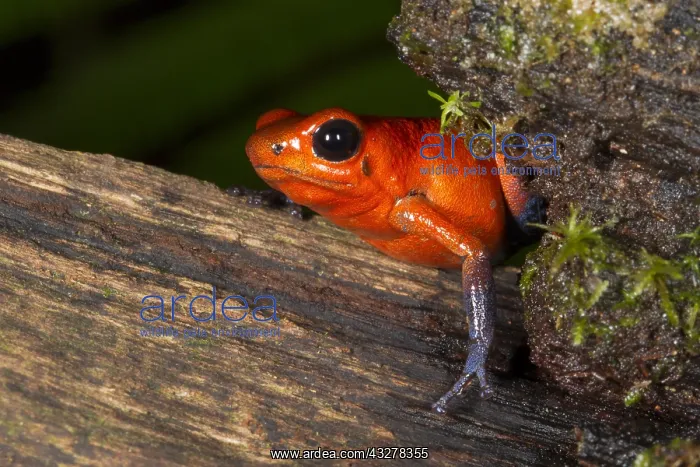 : Strawberry Poison Dart Frog (Oophaga pumilio) : Strawberry Poison Dart Frog (Oophaga pumilio)