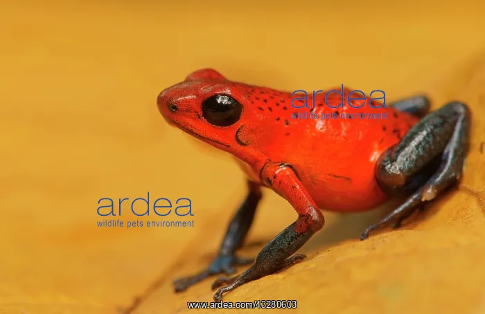 : Strawberry poison-dart frog (Oophaga pumilio), Costa : Strawberry poison-dart frog (Oophaga pumilio), Costa