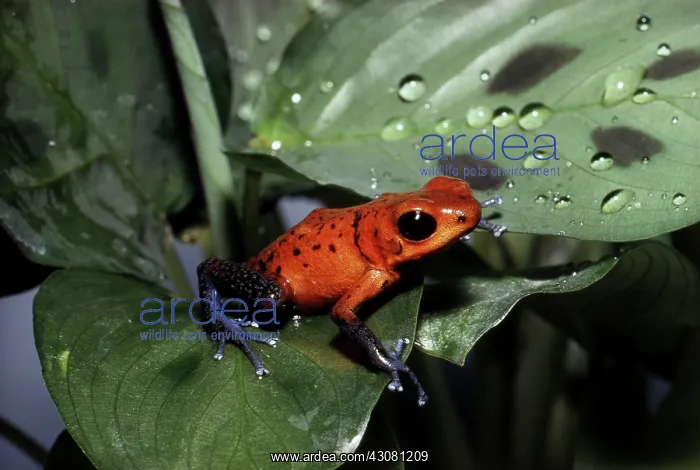: Strawberry Poison Frog : Strawberry Poison Frog