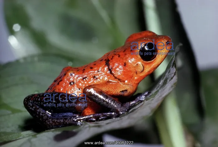 : Strawberry Poison Frog : Strawberry Poison Frog