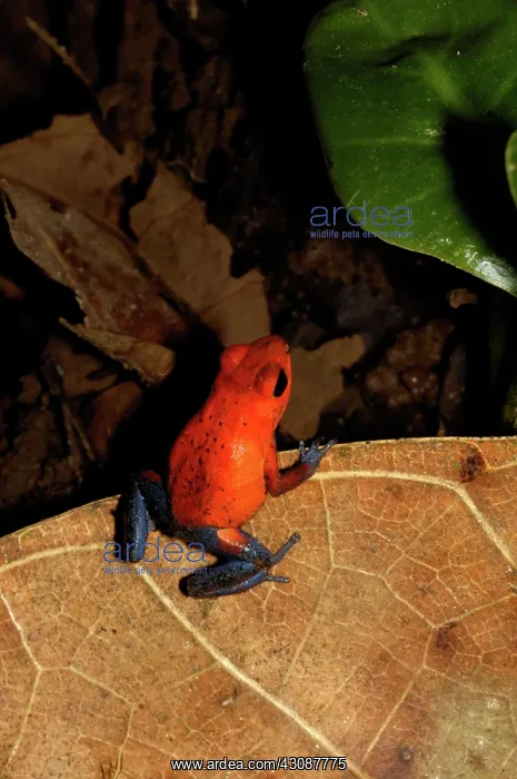: Strawberry poison frog : Strawberry poison frog