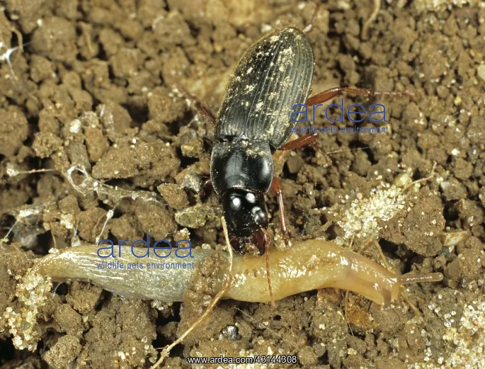 : Strawberry seed beetle Attacks slug : Strawberry seed beetle Attacks slug