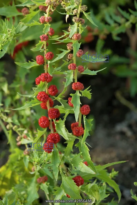 : Strawberry sticks, or leafy goosefoot. Garden : Strawberry sticks, or leafy goosefoot. Garden