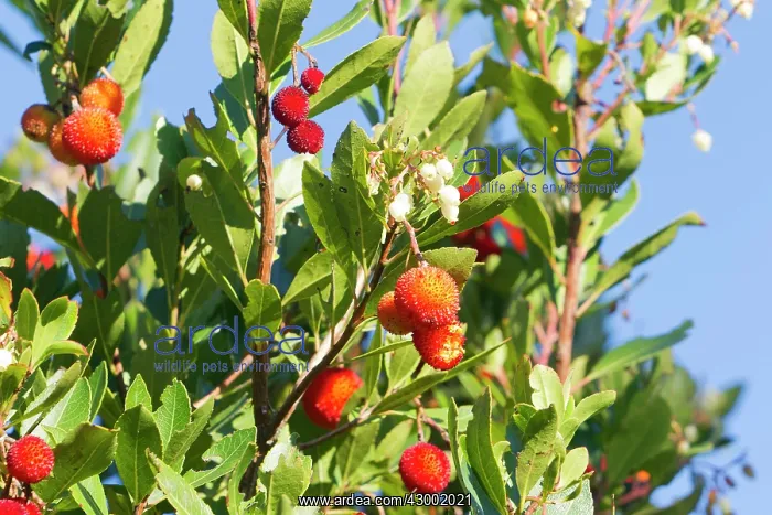 : Strawberry Tree / Apple of Cain / Cane Apple : Strawberry Tree / Apple of Cain / Cane Apple
