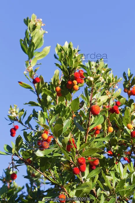 : Strawberry Tree / Apple of Cain / Cane Apple : Strawberry Tree / Apple of Cain / Cane Apple