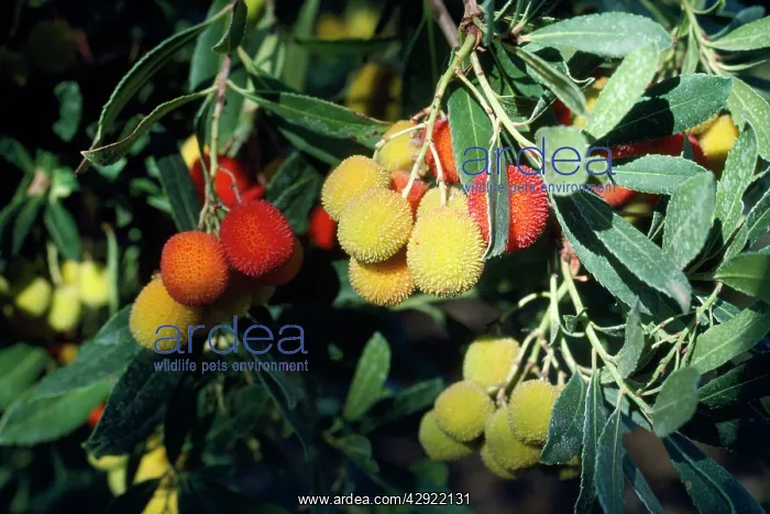 : STRAWBERRY TREE - FRUIT : STRAWBERRY TREE - FRUIT