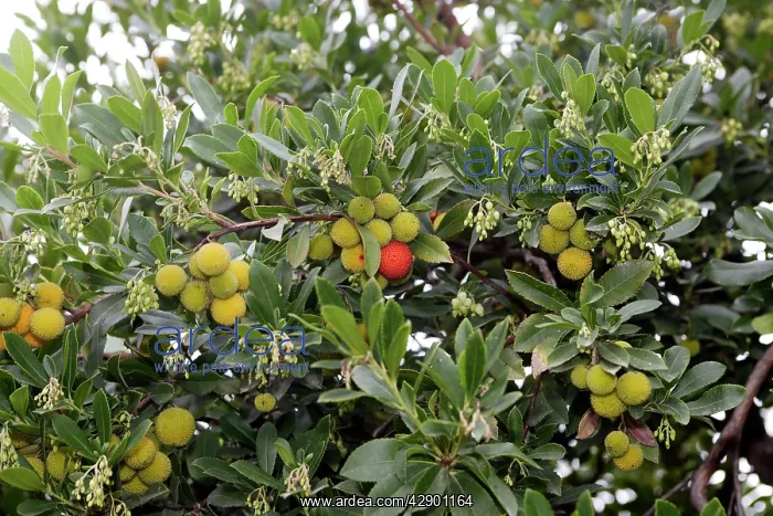 : Strawberry Tree - in park : Strawberry Tree - in park
