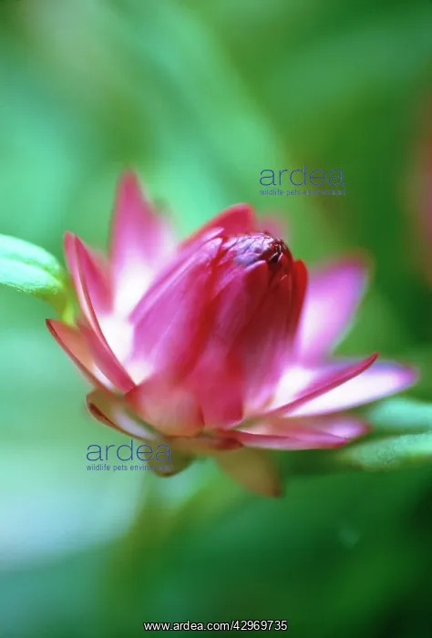 : Strawflower : Strawflower