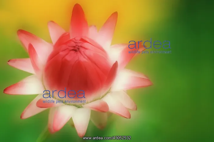 : Strawflower : Strawflower