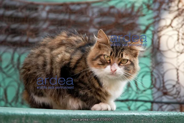 : Stray cat in Istanbul, Turkey, Asia : Stray cat in Istanbul, Turkey, Asia