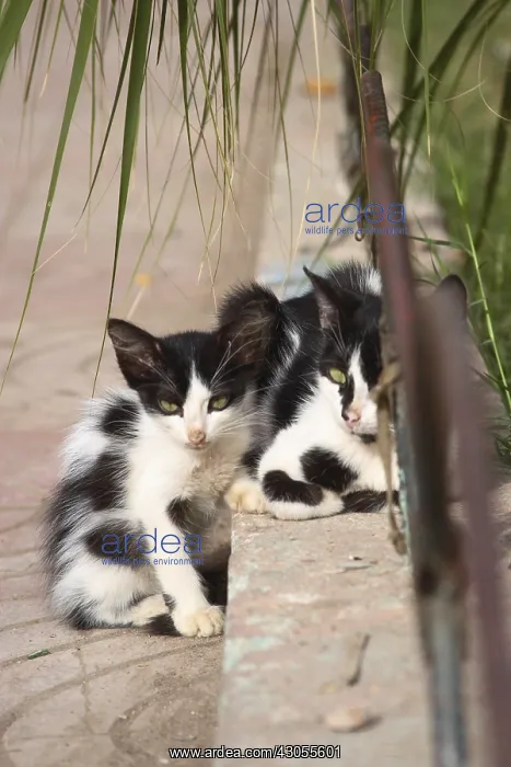 : Of stray cats in the city of Marrakech Morocco : Of stray cats in the city of Marrakech Morocco
