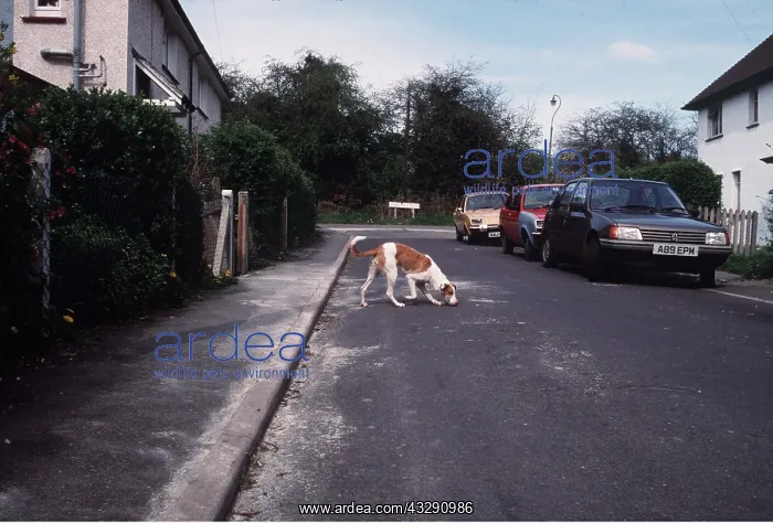 : Stray Dog : Stray Dog