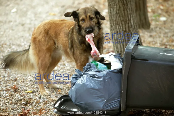 : Stray Dog - looking for food in rubbish bin : Stray Dog - looking for food in rubbish bin