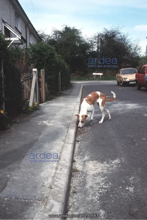 : Stray DOG - In urban street : Stray DOG - In urban street
