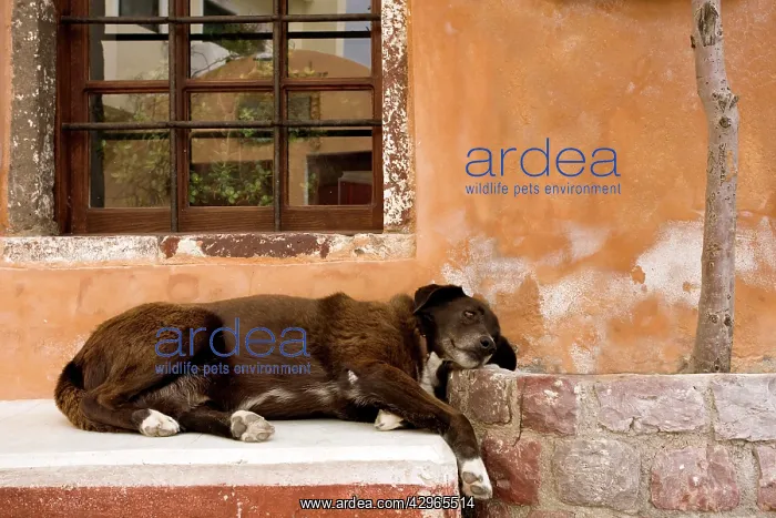 : Stray Dog - by window : Stray Dog - by window