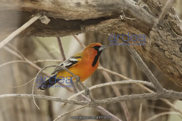 : Streak-backed Oriole (Icterus pustulatus) male : Streak-backed Oriole (Icterus pustulatus) male