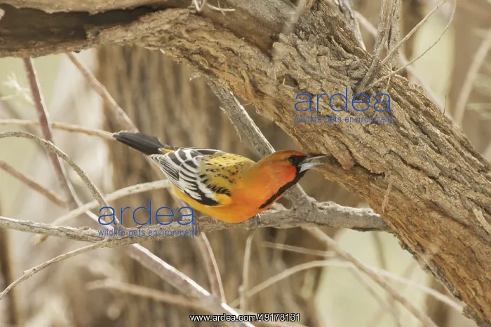 : Streak-backed Oriole (Icterus pustulatus) male : Streak-backed Oriole (Icterus pustulatus) male