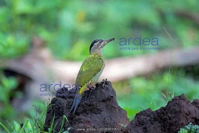 : Streak-throated Woodpecker : Streak-throated Woodpecker