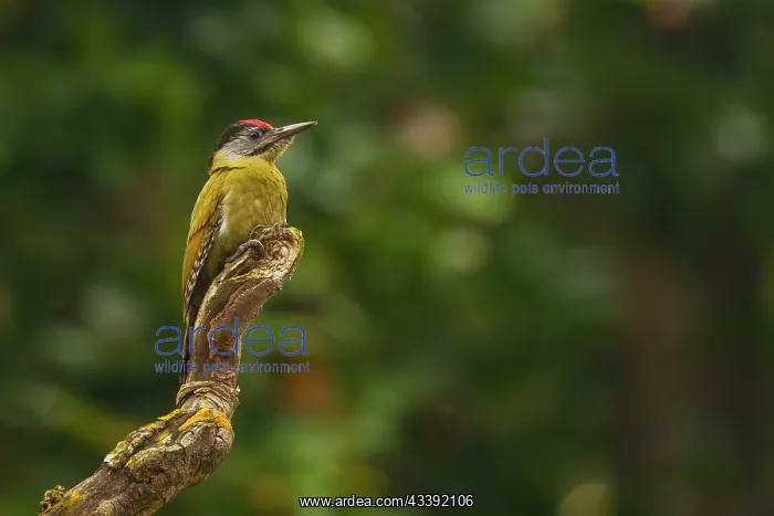 : streak-throated woodpecker : streak-throated woodpecker