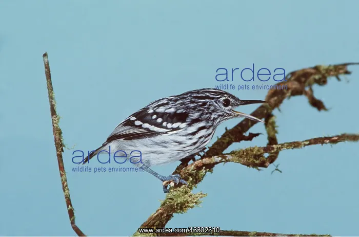 : Streaked ANTWREN : Streaked ANTWREN