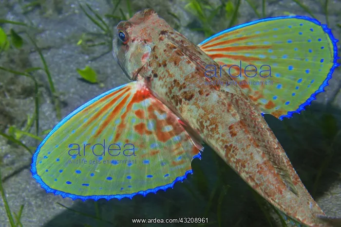 : Streaked gurnard (Chelidonichthys lastoviza), Tenerife : Streaked gurnard (Chelidonichthys lastoviza), Tenerife