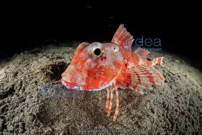 : Streaked Gurnard (Trigloporus lastoviza), Puolo : Streaked Gurnard (Trigloporus lastoviza), Puolo