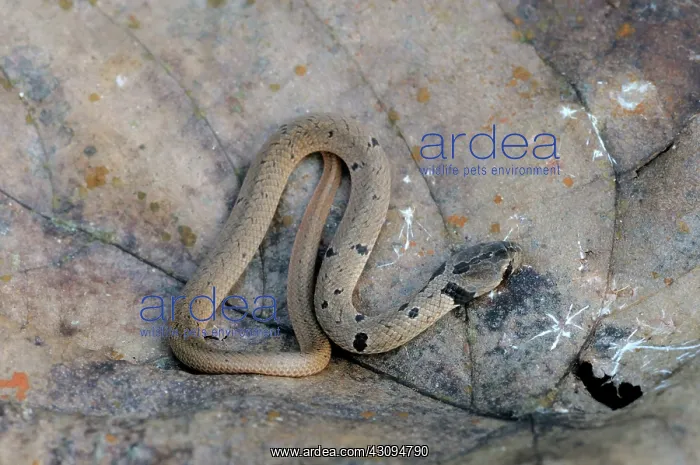 : Streaked Kukri snake : Streaked Kukri snake