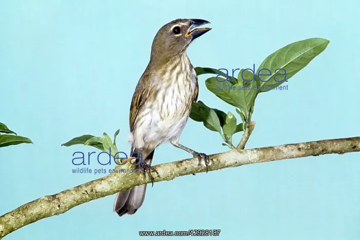 : Streaked Saltator : Streaked Saltator
