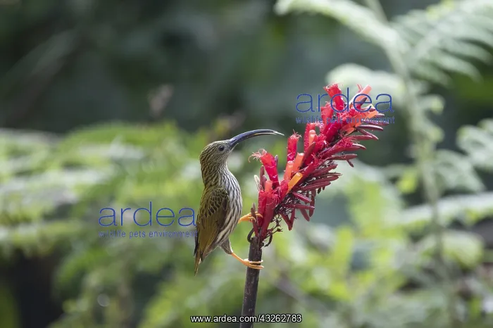 : Streaked Spiderhunter (Arachnothera magna) feeding : Streaked Spiderhunter (Arachnothera magna) feeding
