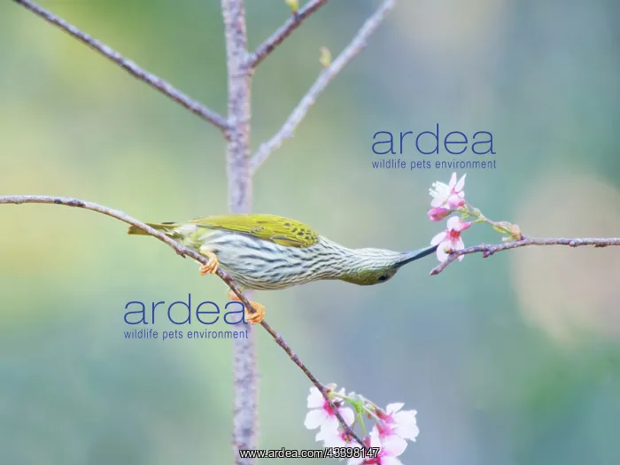  : Streaked Spiderhunter feeding on flowers Arachnothera