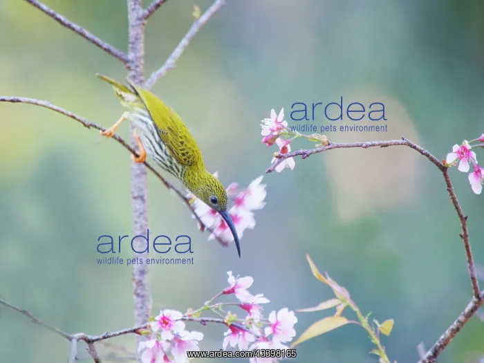 : Streaked Spiderhunter feeding on flowers Arachnothera : Streaked Spiderhunter feeding on flowers Arachnothera