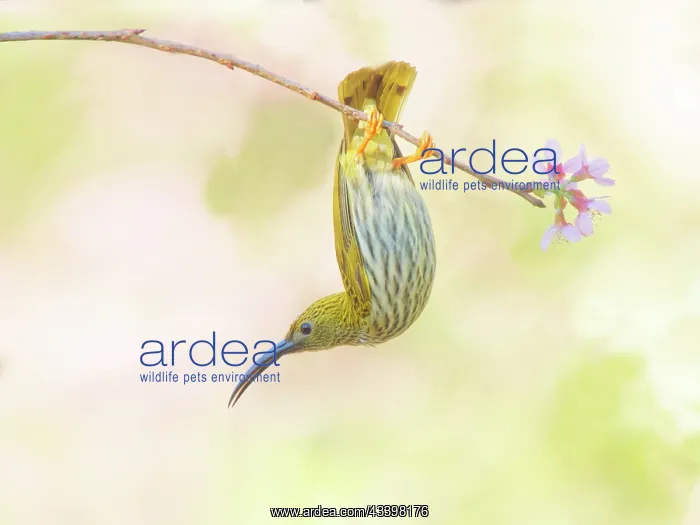 : Streaked Spiderhunter feeding on flowers Arachnothera : Streaked Spiderhunter feeding on flowers Arachnothera