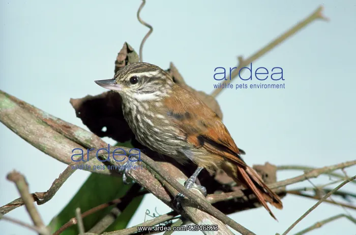  : Streaked XENOPS