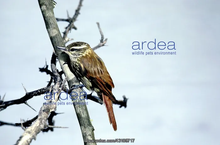 : Streaked Xenops : Streaked Xenops
