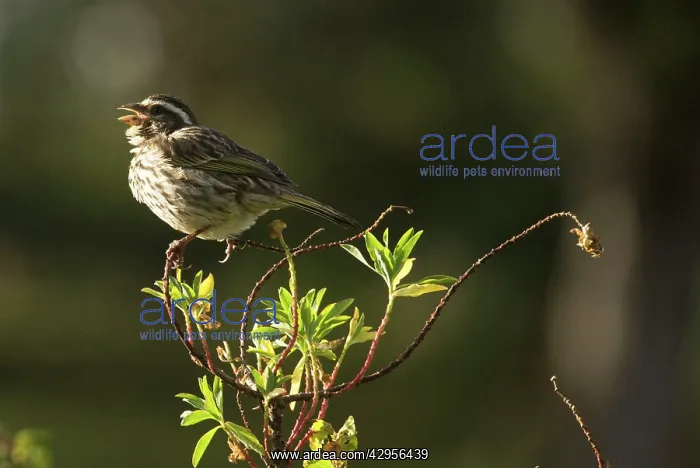 : Streaky Seedeater : Streaky Seedeater