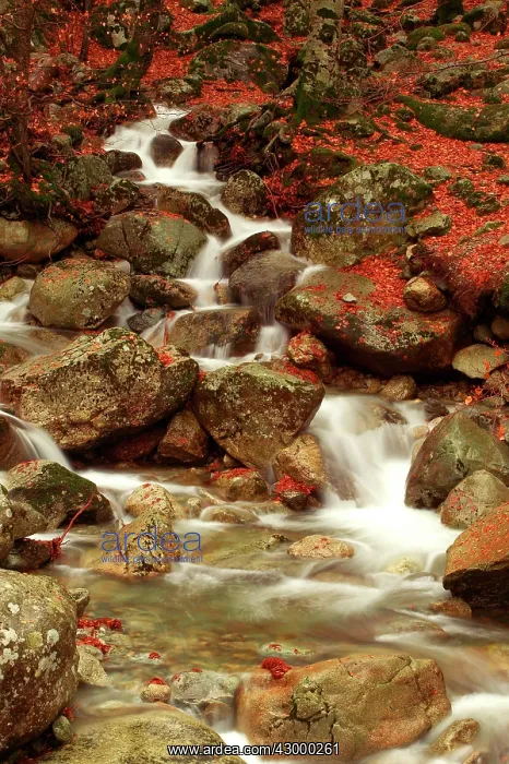  : Stream Vizzavona, Corsica, France