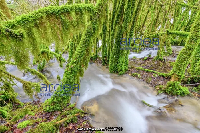 : Stream of Armaille, supplied with water after rainstorms : Stream of Armaille, supplied with water after rainstorms