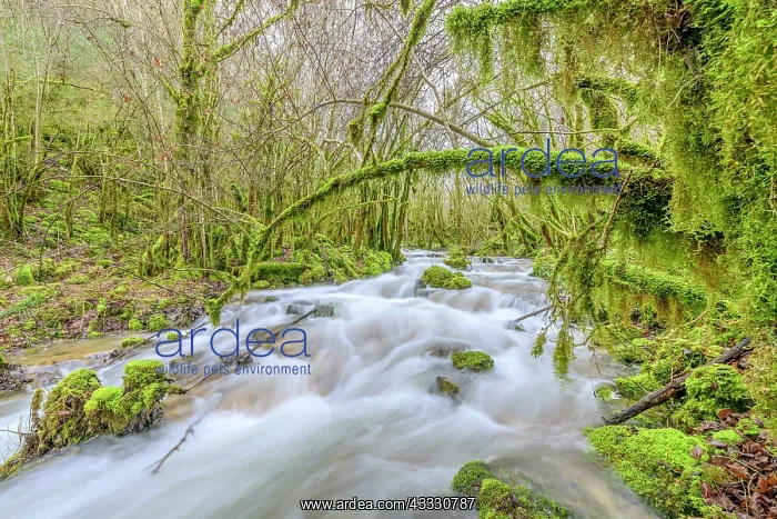 : Stream of Armaille, supplied with water after rainstorms : Stream of Armaille, supplied with water after rainstorms