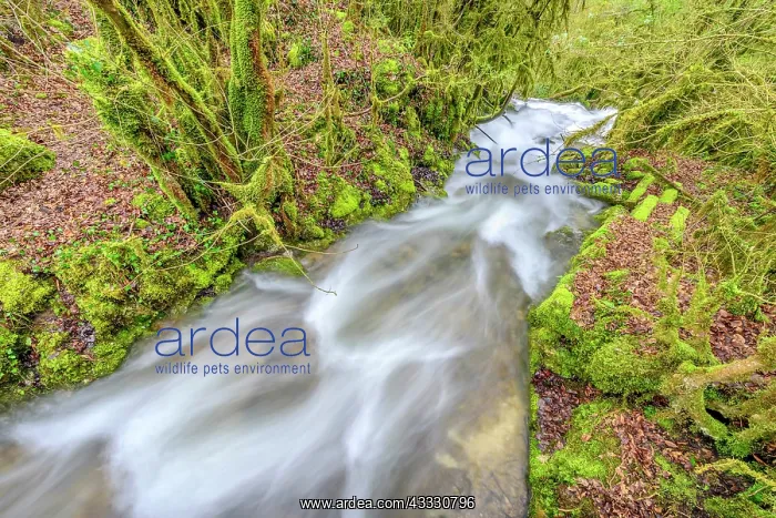 : Stream of Armaille, supplied with water after rainstorms : Stream of Armaille, supplied with water after rainstorms
