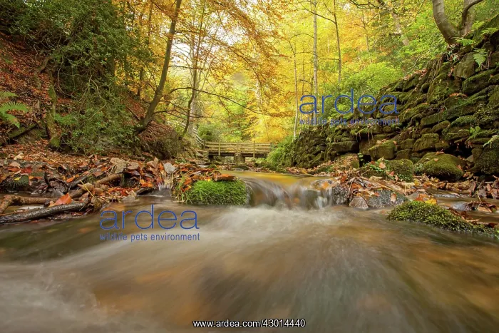  : Stream in autumnal wood Autumn
