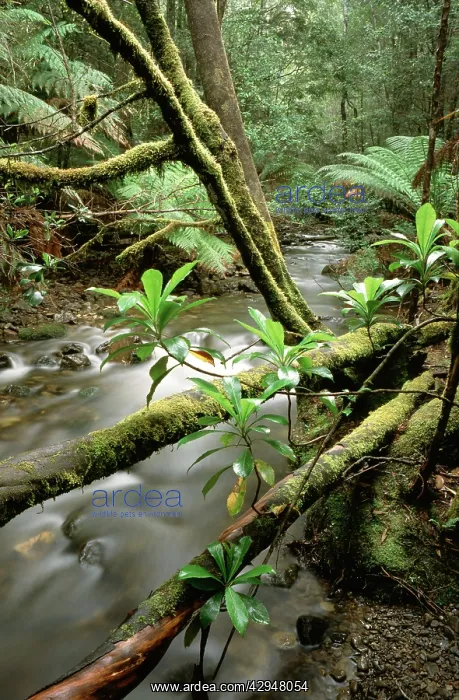  : Stream - Barron Creek with Native laurel