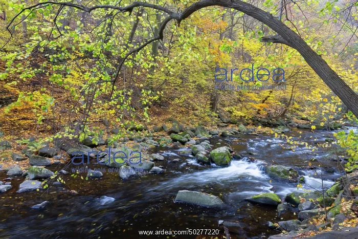 : Bode. Stream Bode in autumn - Nature reserve Bode Valley - Germany : Bode. Stream Bode in autumn - Nature reserve Bode Valley - Germany
